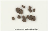 藏品(地錢目)的圖片